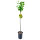 Agrest NA PNIU Hinnonmaki Yellow żółte owoce 80-120 cm