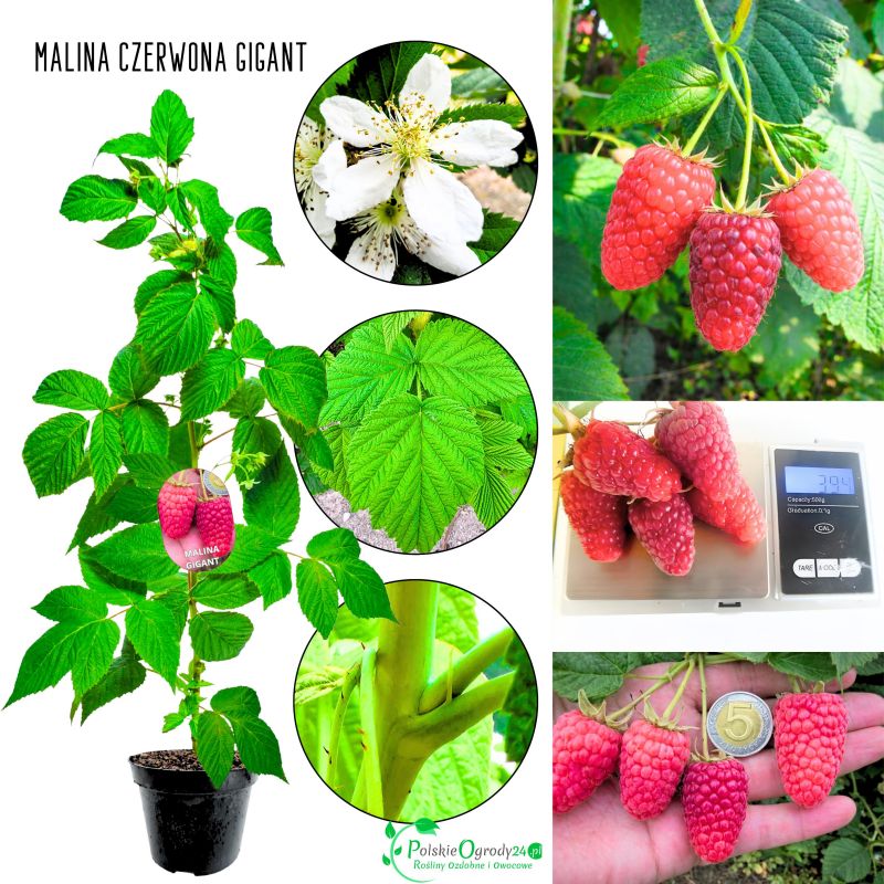 Malina Gigant czerwona ogromne owoce KRZEW 40-70 cm
