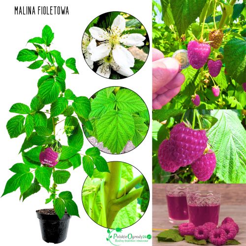 Malina Fioletowa o obfitym plonowaniu KRZEW 40-70 cm