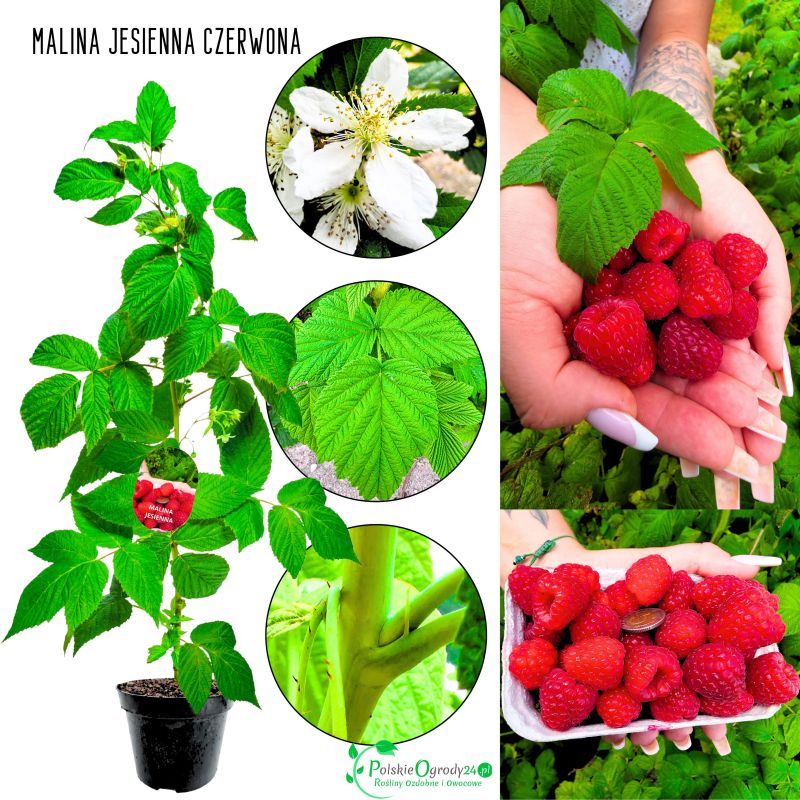 Malina Jesienna odporna na choroby KRZEW 40-70 cm