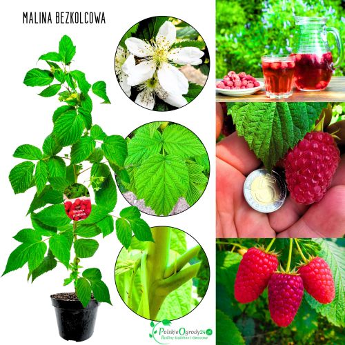 Malina Czerwona bezkolcowa aromatyczna KRZEW 40-70 cm