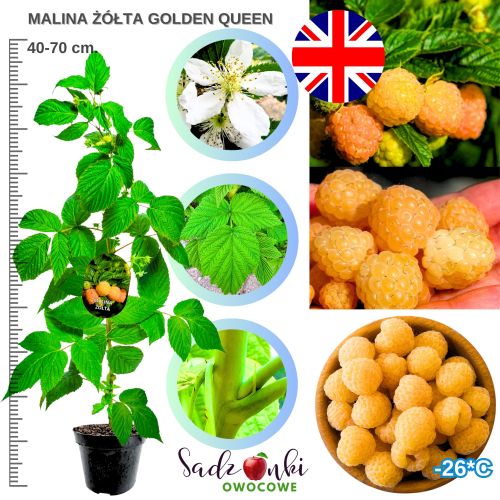 Malina Golden Queen żółta odmiana z USA KRZEW 40-70 cm