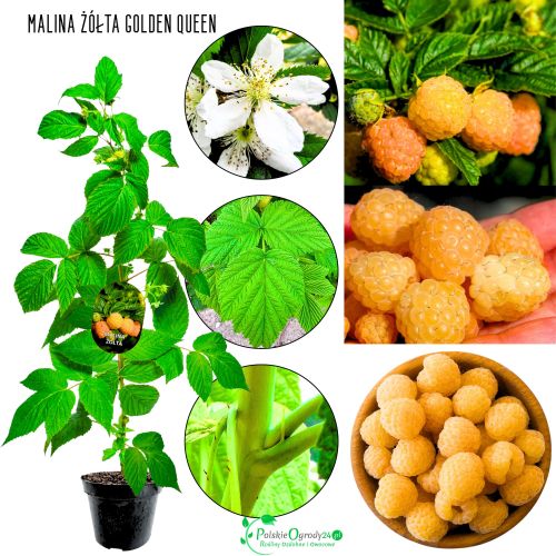 Malina Golden Queen żółta odmiana z USA KRZEW 40-70 cm