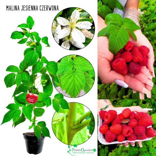 Malina Późna jesienne zbiory słodka KRZEW 40-70 cm