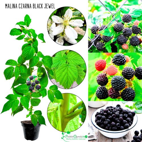 Malina Black Jewel czarna deserowa odmiana KRZEW 40-70 cm
