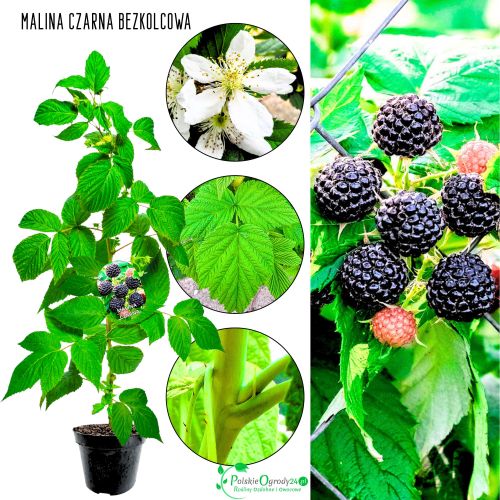 Malina czarna bezkolcowa plenna odmiana KRZEW 40-70 cm