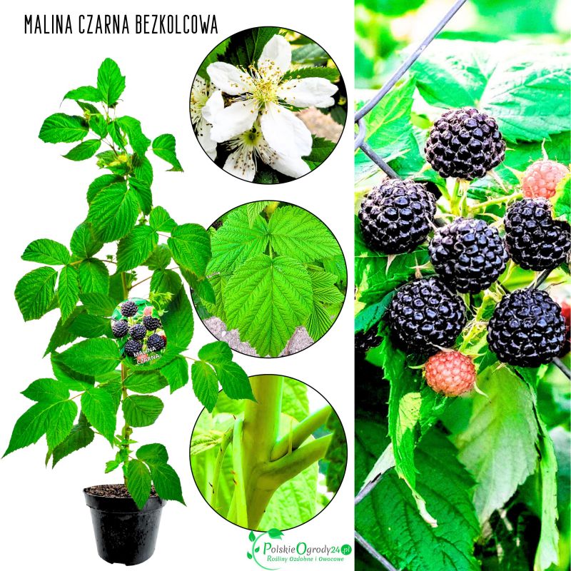 Malina czarna bezkolcowa plenna odmiana KRZEW 40-70 cm