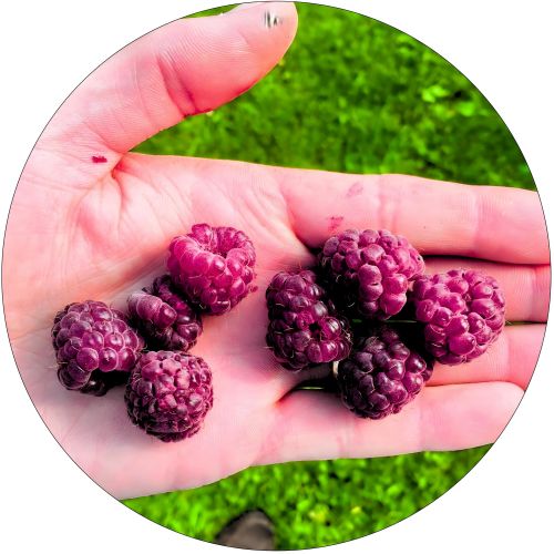 Malina Purpurowa do jedzenia i na przetwory KRZEW 40-70 cm