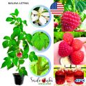 Malina Letnia czerwona obfite owocowanie KRZEW 15-30 cm