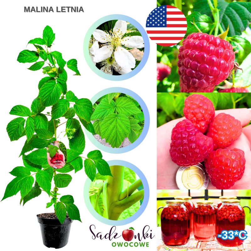 Malina Letnia czerwona obfite owocowanie KRZEW 15-30 cm