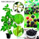 Malina Black Jewel czarna wyjątkowy kolor KRZEW 15-30 cm