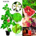 Malina Późna słodkie owoce wysoka plenność KRZEW 15-30 cm