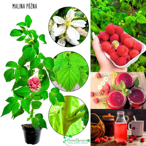 Malina Późna słodkie owoce wysoka plenność KRZEW 15-30 cm