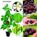 Malina Purpurowa intensywny aromat KRZEW 15-30 cm