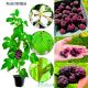 Malina Purpurowa intensywny aromat KRZEW 15-30 cm