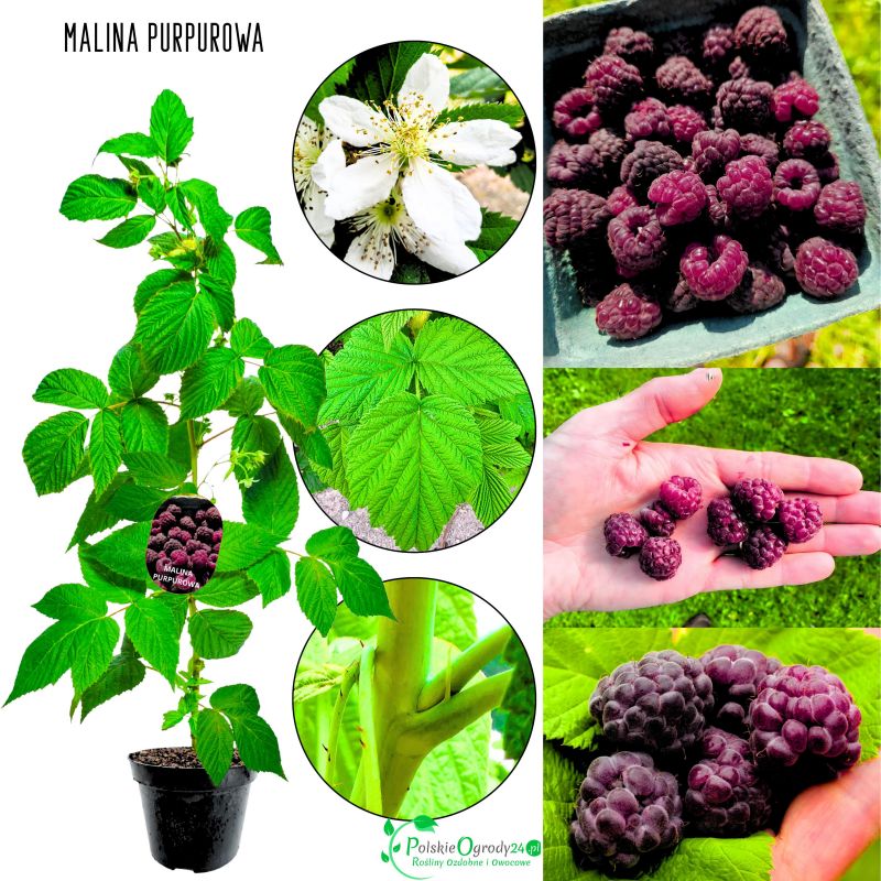 Malina Purpurowa intensywny aromat KRZEW 15-30 cm