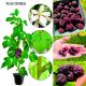 Malina Purpurowa intensywny aromat KRZEW 15-30 cm