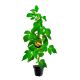 Malina Golden Queen żółta deserowa odmiana KRZEW 15-30 cm