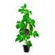 Malina Purpurowa intensywny aromat KRZEW 15-30 cm