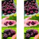 Malina Purpurowa intensywny aromat KRZEW 15-30 cm