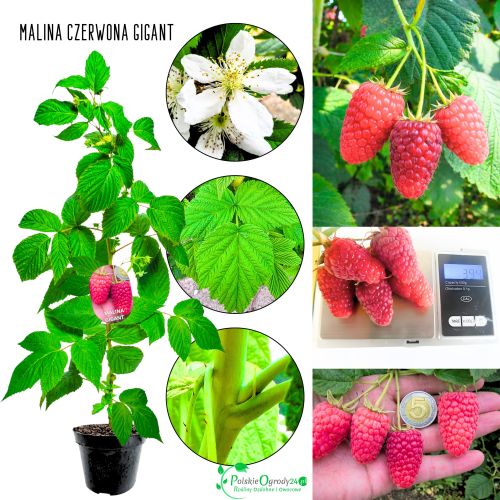 Malina Gigant czerwona wielkoowocowa plenna KRZEW 15-30 cm