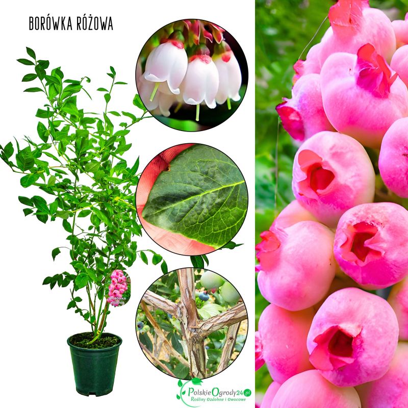 Borówka Różowa sadzonki o dużych owocach KRZEW 60-90 cm