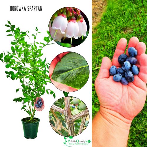 Borówka Spartan słodko-kwaśna odmiana KRZEW 60-90 cm