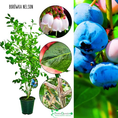 Borówka Nelson wysoka duże owoce KRZEW 60-90 cm