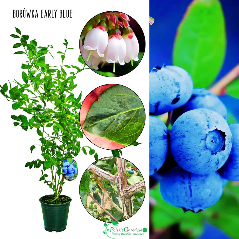 Borówka Early Blue wczesna amerykańska KRZEW 60-90 cm