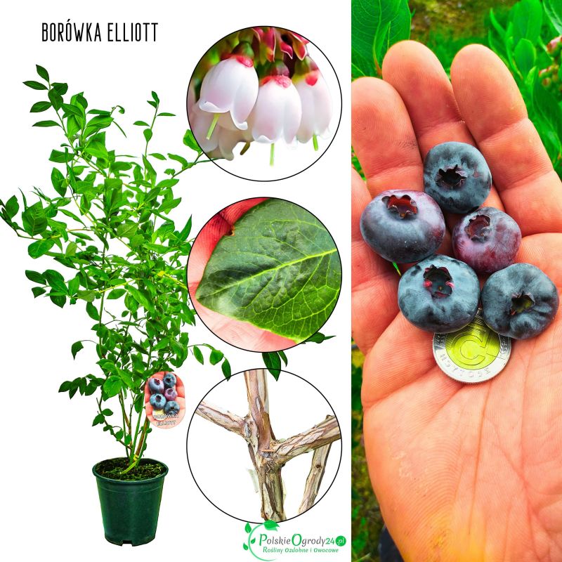 Borówka Elliott późna odmiana borówki KRZEW 60-90 cm
