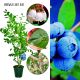 Borówka Early Blue wczesna amerykańska KRZEW 60-90 cm