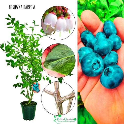 Borówka Darrow odmiana o dużych owocach KRZEW 60-90 cm