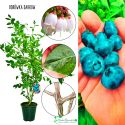Borówka Darrow odmiana o dużych owocach KRZEW 60-90 cm