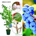 Borówka Elizabeth późna odmiana słodka KRZEW 60-90 cm
