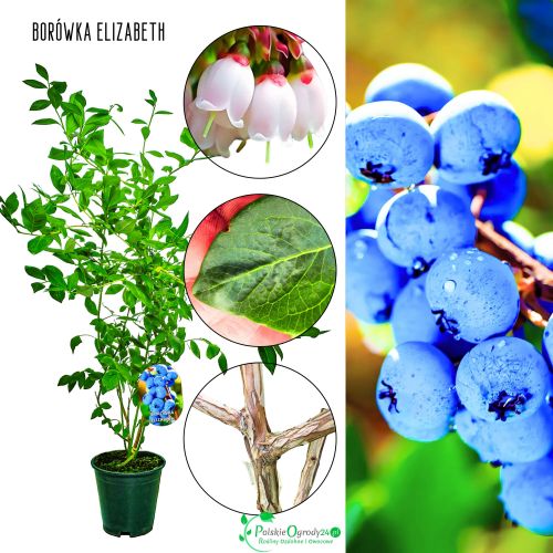 Borówka Elizabeth późna odmiana słodka KRZEW 60-90 cm