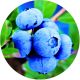 Borówka Early Blue wczesna amerykańska KRZEW 60-90 cm