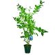 Borówka Early Blue wczesna amerykańska KRZEW 60-90 cm