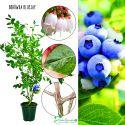 Borówka Bluejay mrozoodporna silnie rosnący KRZEW 60-90 cm
