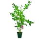 Borówka Elliott późna odmiana borówki KRZEW 60-90 cm
