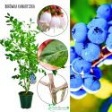 Borówka Kanadyjska mrozoodporna plenna KRZEW 60-90 cm