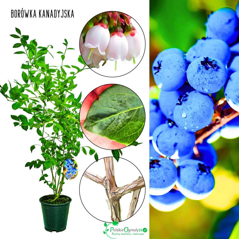 Borówka Kanadyjska mrozoodporna plenna KRZEW 60-90 cm