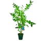 Borówka Darrow odmiana o dużych owocach KRZEW 60-90 cm