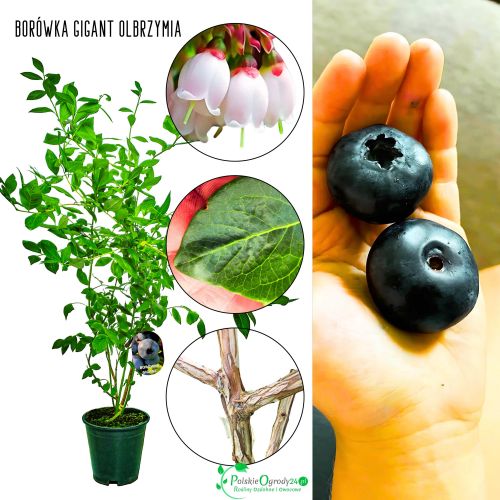 Borówka Gigant Olbrzymia samopylna duży KRZEW 60-90 cm