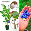 Borówka Bluegold plenna doskonały smak KRZEW 60-90 cm
