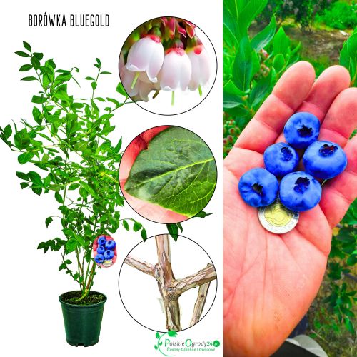 Borówka Bluegold plenna doskonały smak KRZEW 60-90 cm