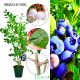 Borówka Blue Essence o dużych owocach KRZEW 60-90 cm