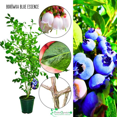 Borówka Blue Essence o dużych owocach KRZEW 60-90 cm
