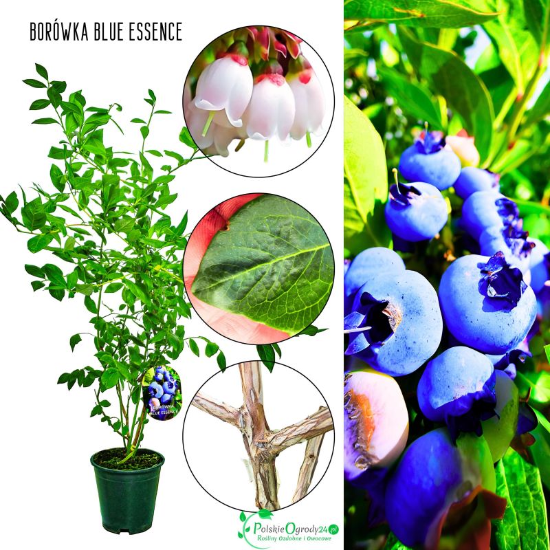 Borówka Blue Essence o dużych owocach KRZEW 60-90 cm