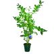 Borówka Bluejay mrozoodporna silnie rosnący KRZEW 60-90 cm
