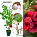 Borówka czerwona Red Berry duże jagody KRZEW 60-90 cm